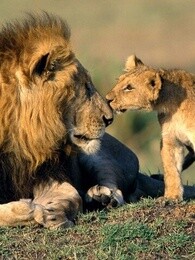 bbc:大猫日记[第六季]