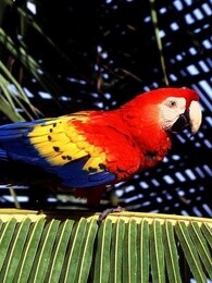 bbc:亚马逊争夺战