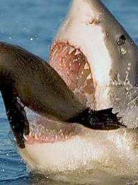 海底大猎杀 暗墨解说-游戏-高清正版视频在线观