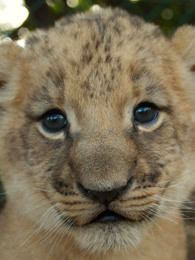 萌娃看动物免费观看