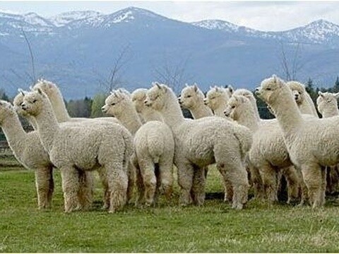 来自chispadesk - 微博