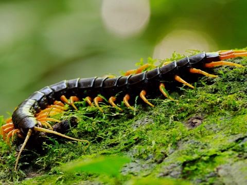 猎奇笔记 世界最长蜈蚣活吞毒蛇瞬间-视频... 来自超天超天 - 微博